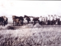 Auf dem Feld - Peter Braun mit Söhnen Peter und Johann und Schwiegertöchtern Magdalena und Katharina